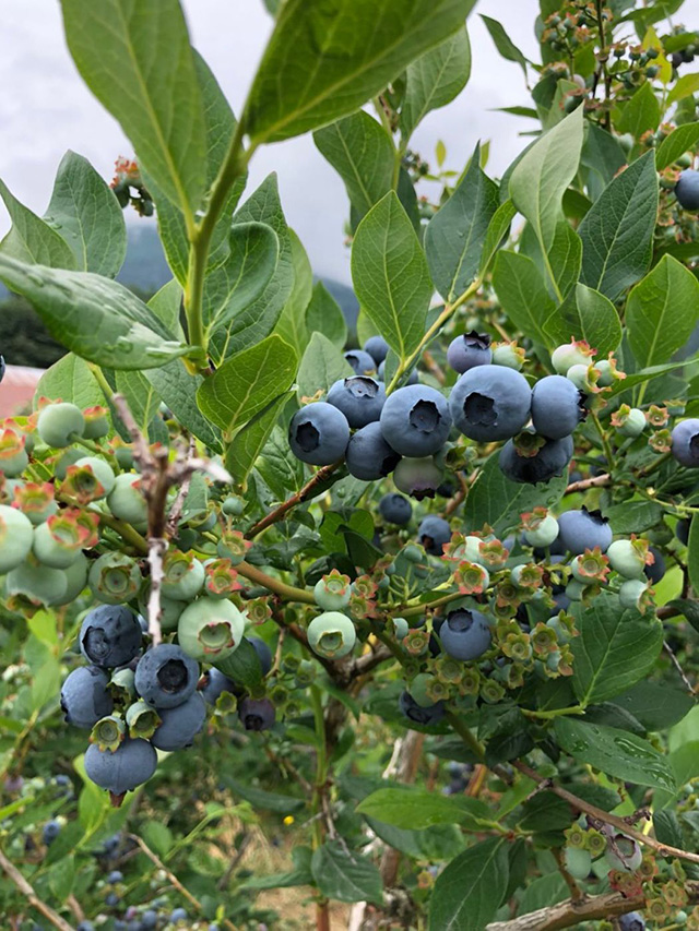 19英亩蓝莓农场出售