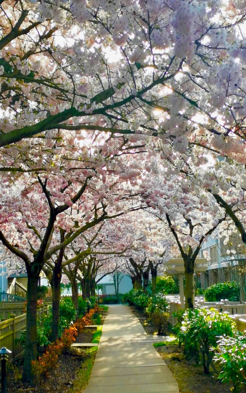 列治文Terra Nova区4卧中央空调联排别墅 列治文Terra Nova区4卧中央空调联排别墅