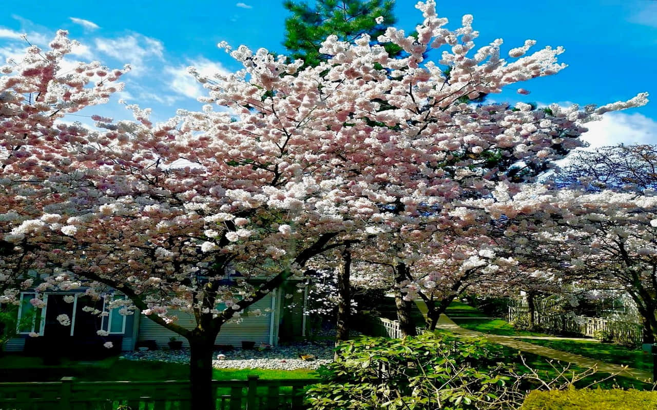 列治文Terra Nova区4卧中央空调联排别墅 列治文Terra Nova区4卧中央空调联排别墅